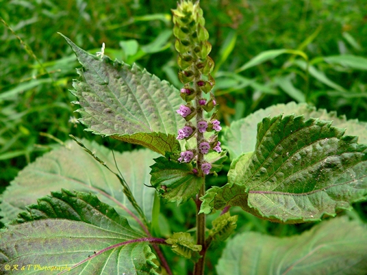 {Perilla frutescens}